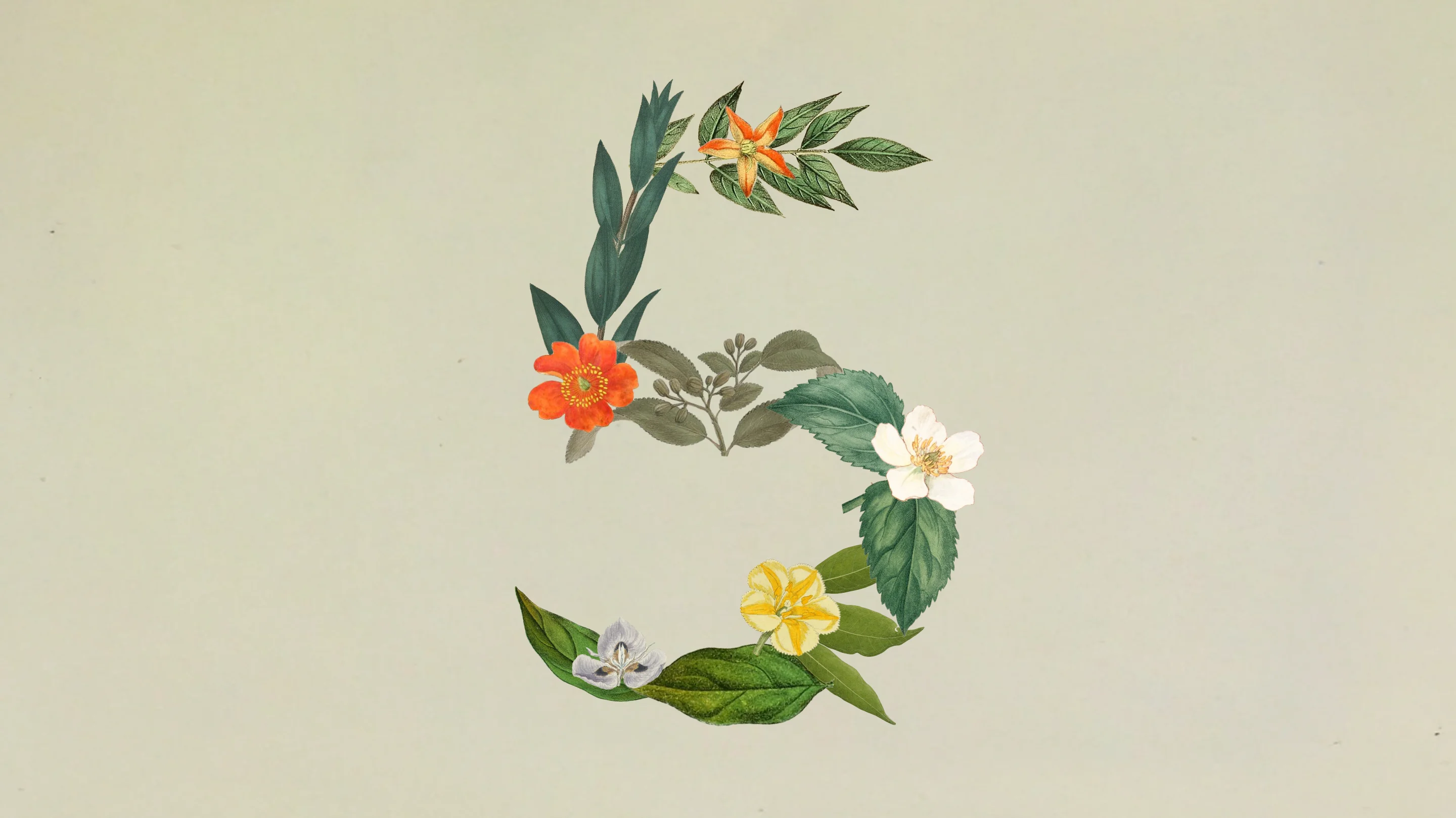 Anthropic 为 Claude Sonnet 5 制作的花卉数字 5 主视觉